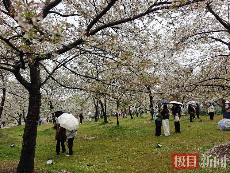 武汉樱花“一夜清零”？记者实探东湖樱花园，不少游客雨中赏花，花期将持续到四月中旬