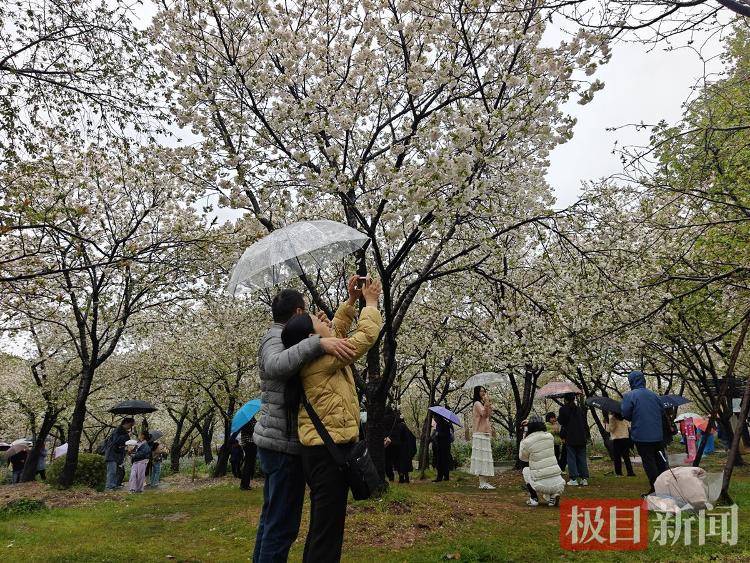 武汉樱花“一夜清零”？记者实探东湖樱花园，不少游客雨中赏花，花期将持续到四月中旬